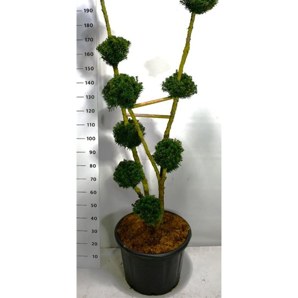 Hybrididegran – Taxus media 'Hillii' - C65 150-175 cm. Bonsai